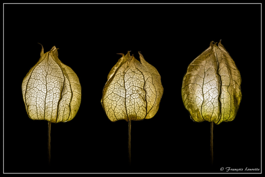 Blog-Physalis